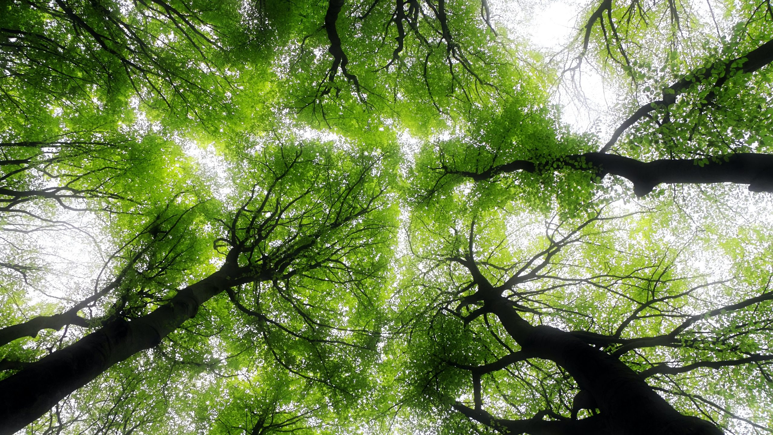 #18 Natur meets Organisationsentwicklung: Ich glaub‘ ich steh’ im Wald!